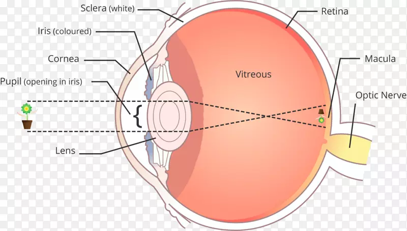 人眼球纤维层视网膜扫描