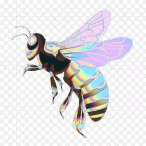 西方蜜蜂昆虫蝴蝶-蜜蜂