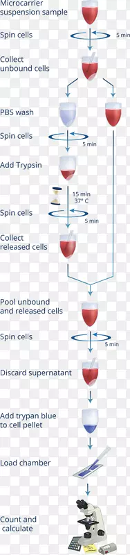 微载体生物反应器细胞计数酒杯培养