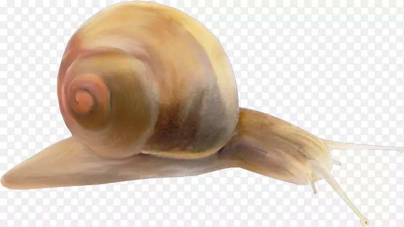 池塘蜗牛，裂颈海螺-蜗牛