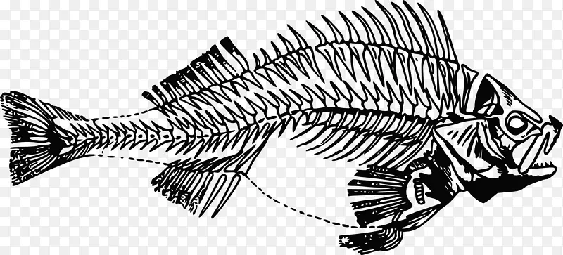 鱼解剖鱼骨夹艺术-鱼
