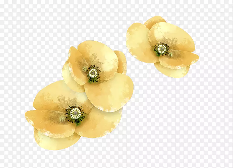 摄影画框花卉剪贴画