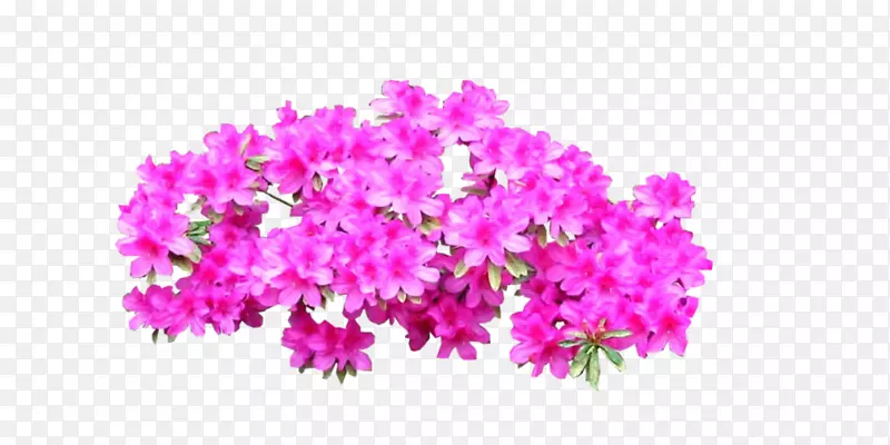 杜鹃花灌木-亮粉色
