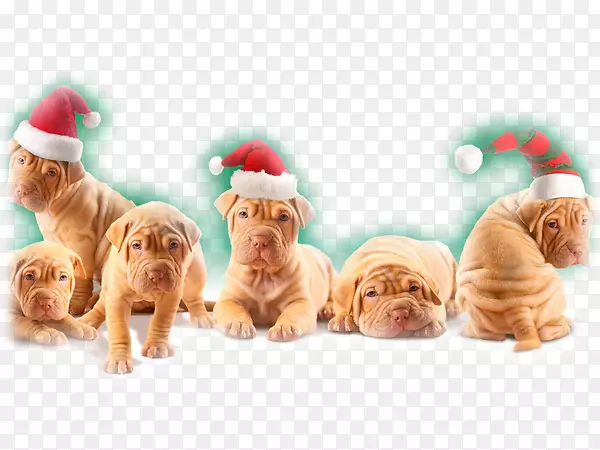 夏尔培小狗圣诞桌面壁纸新年-小狗