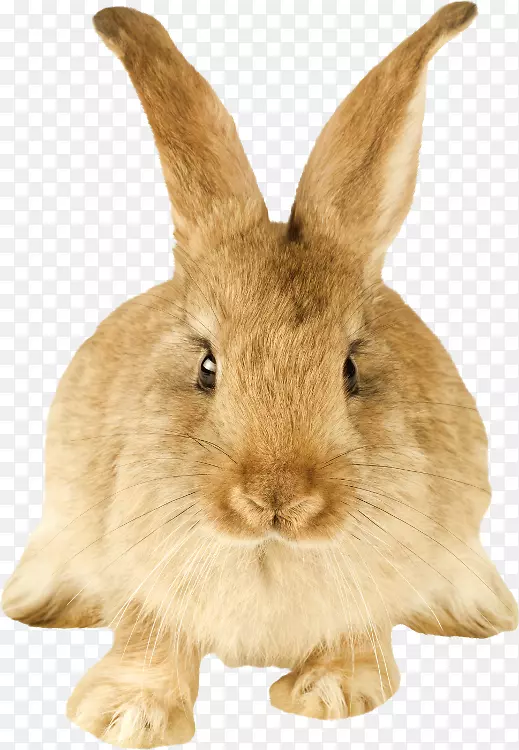 家养兔荷兰兔啮齿动物