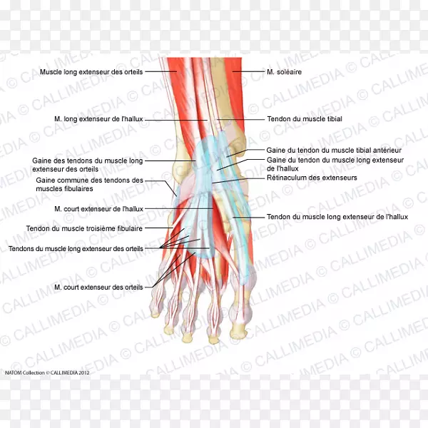 指肌足肌腱解剖.骨盆