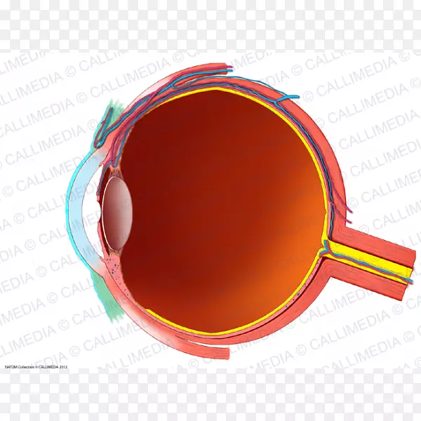 人眼结膜解剖矢状面眼