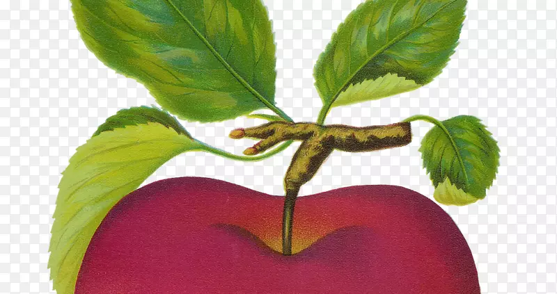 苹果艺术水果剪贴画-苹果