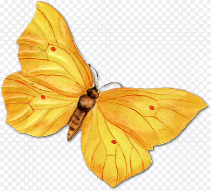 蝴蝶昆虫纸绘图-蝴蝶