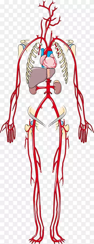 人体动脉静脉解剖夹艺术