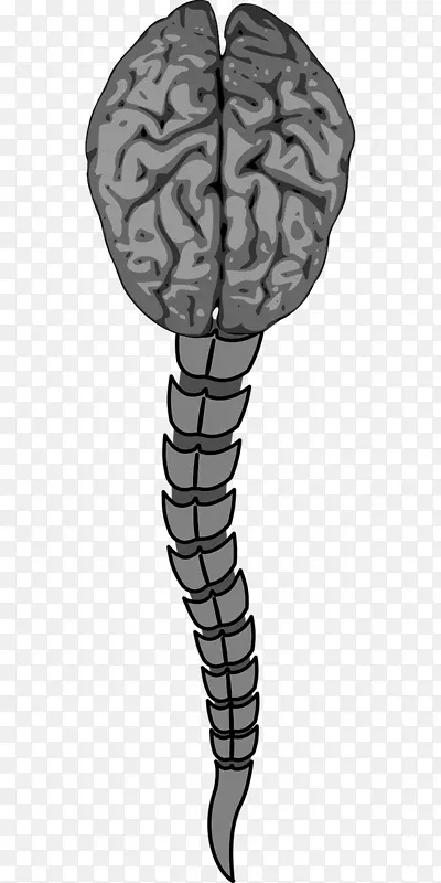 人脊髓前动脉-脑