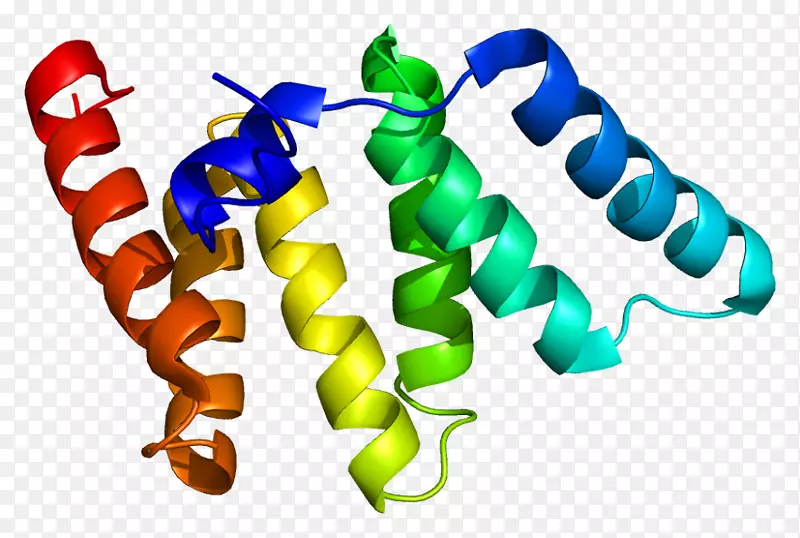 FIN 1线粒体分裂蛋白基因有丝分裂