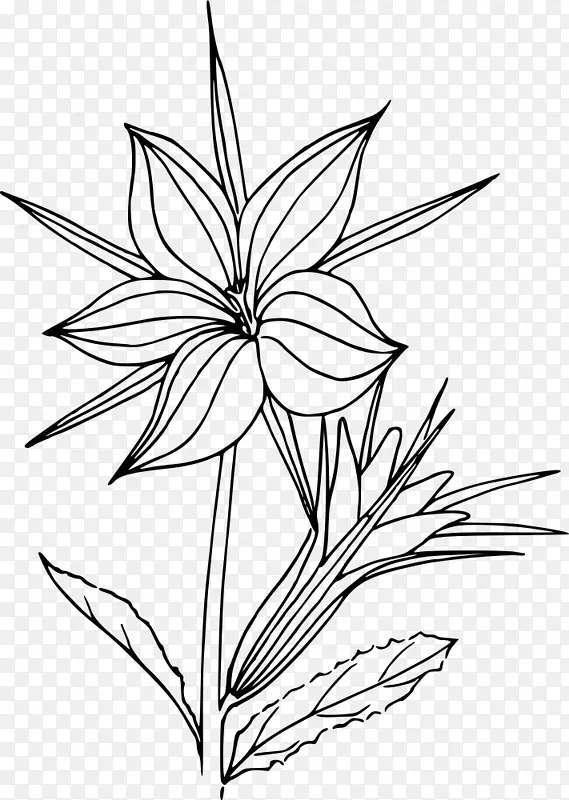 黑白花线艺术植物画-花