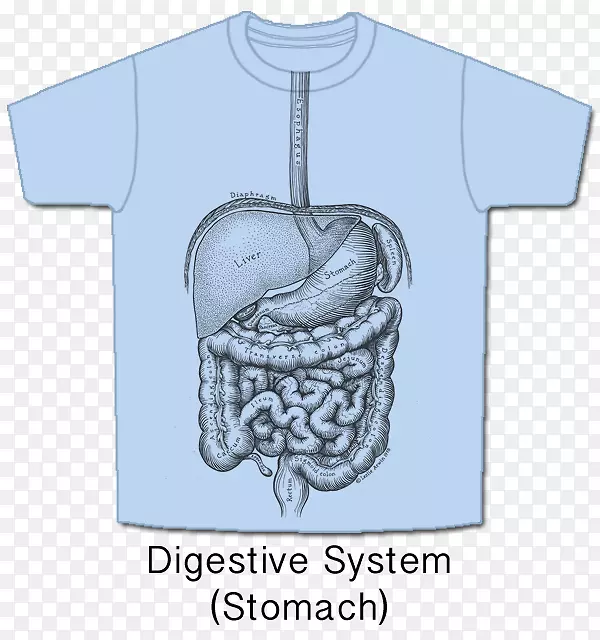 T恤衫的基本解剖和生理-t恤