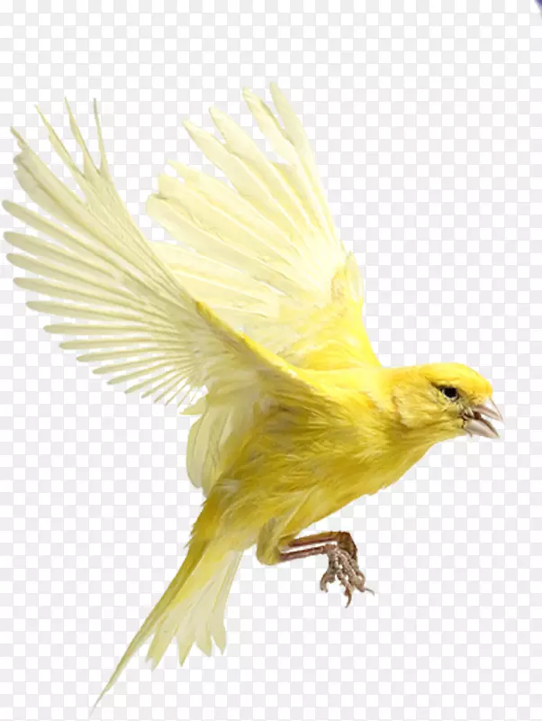 鸟喙哈兹辊大西洋金丝雀鸟