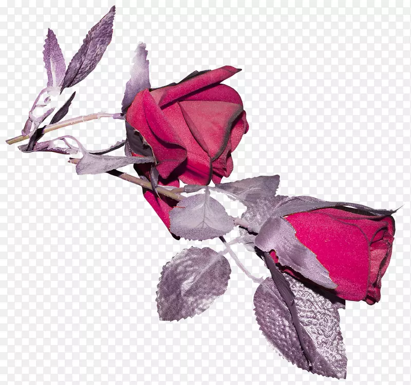 玫瑰科切花花瓣粉红色m-玫瑰