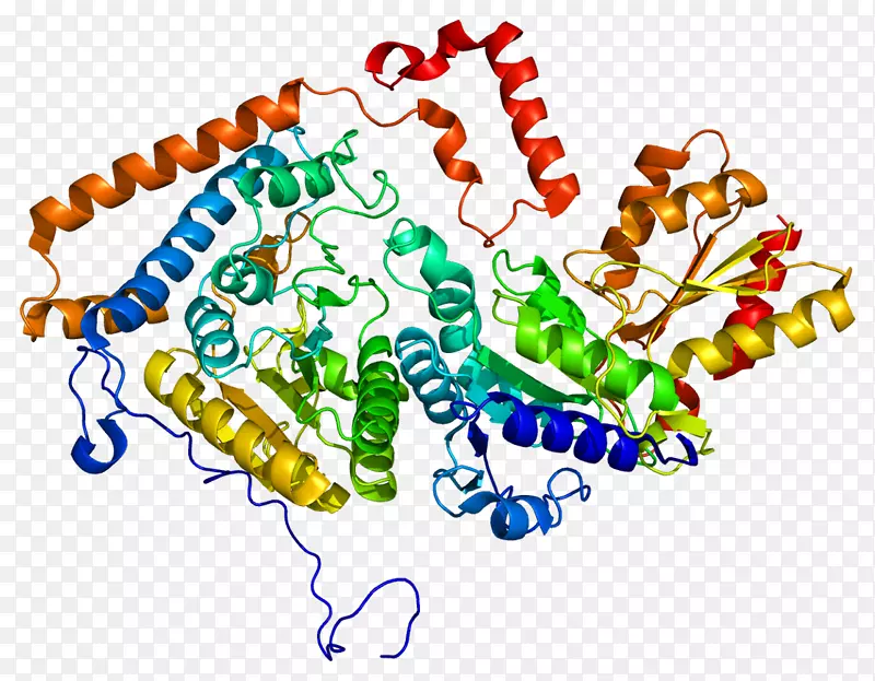 分支链α-酮酸脱氢酶复合物bckdhb bckdha枫树糖浆尿病