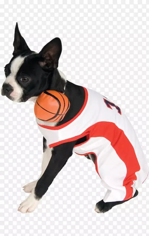 养宠物篮球伙伴狗