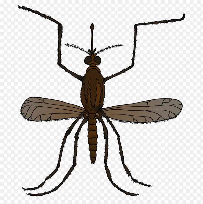 昆虫蚊子自然环境教育蝇虫