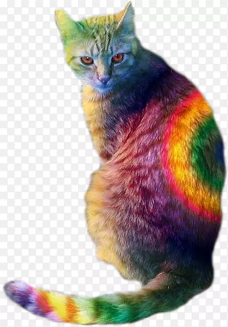 猫食狗彩虹小猫