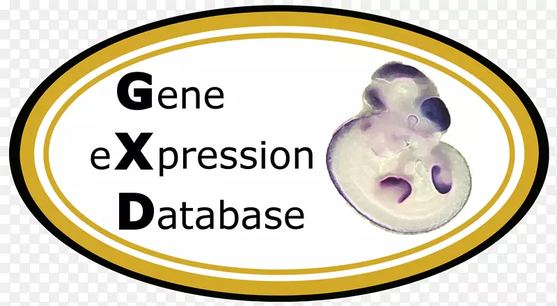 基因表达小鼠基因组信息学遗传学报告基因-消化道