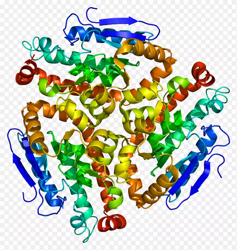 人类蛋白质基因-人的cdy 1染色质结构域高海拔适应