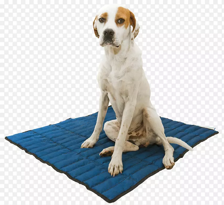 狗蓝地毯