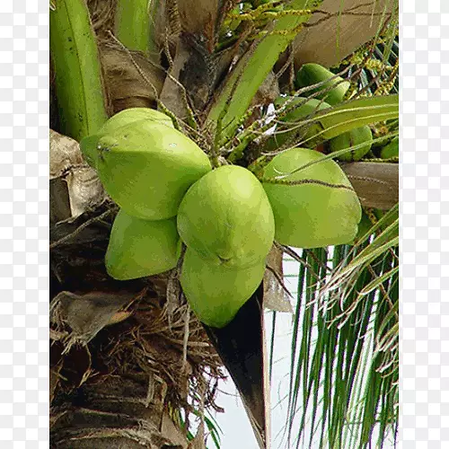 椰子水椰子油果汁外壳-椰子