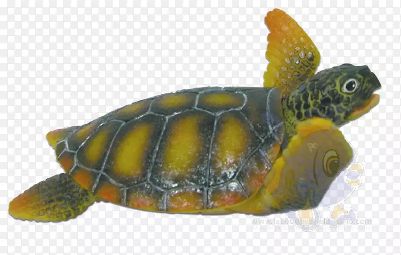 甲鱼海龟盒海龟抓取海龟-海龟