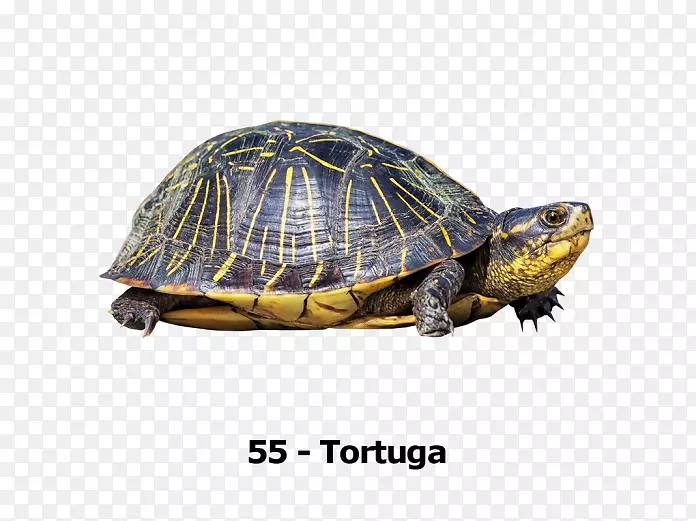 箱形海龟透明度和半透明度-海龟