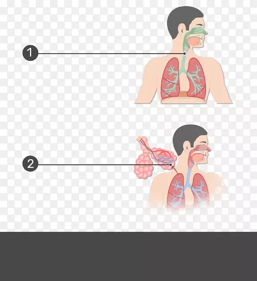 呼吸道解剖呼吸系统肺泡-呼吸道