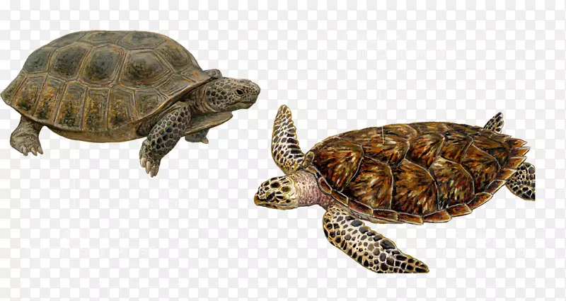 箱形海龟-海龟