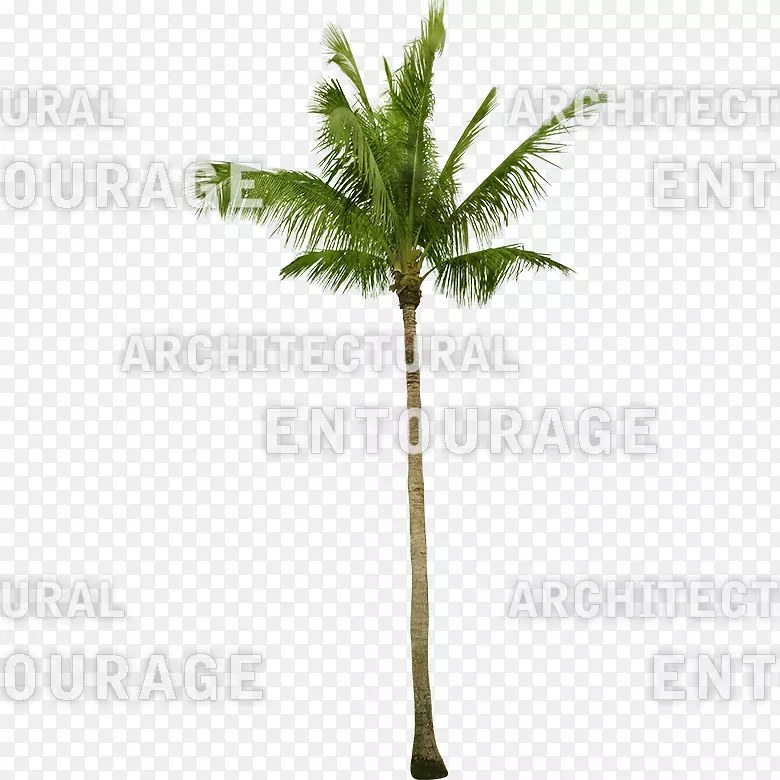 亚洲棕榈油椰子枣椰子花盆-椰子