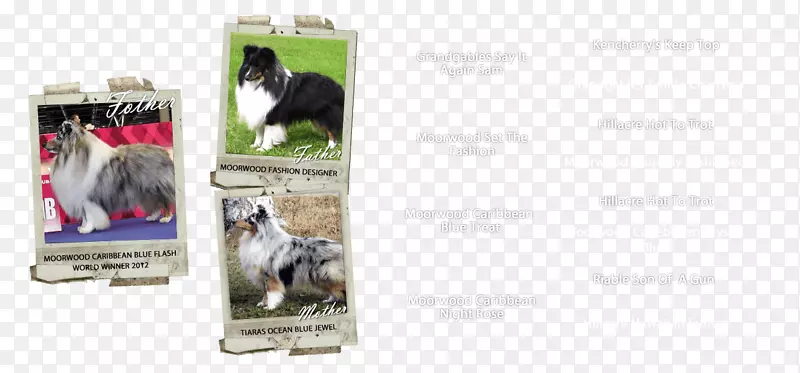 犬种广告品牌狗