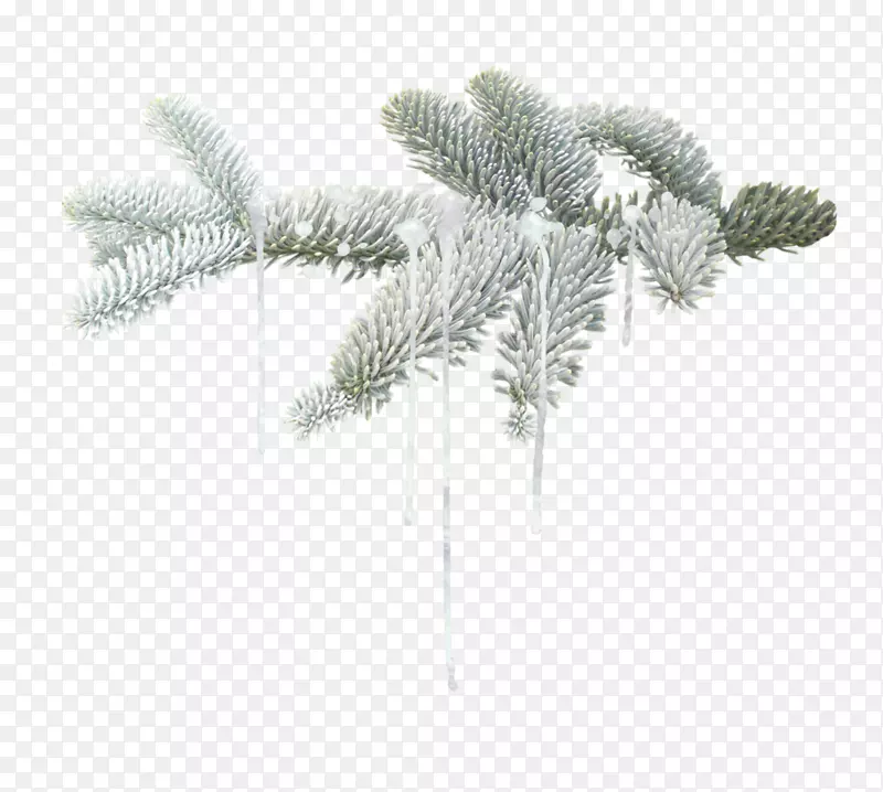 杉木冬季树圣诞节-冬季