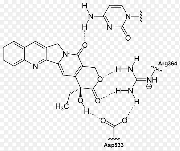 喜树碱结构喹啉生物碱化学结合