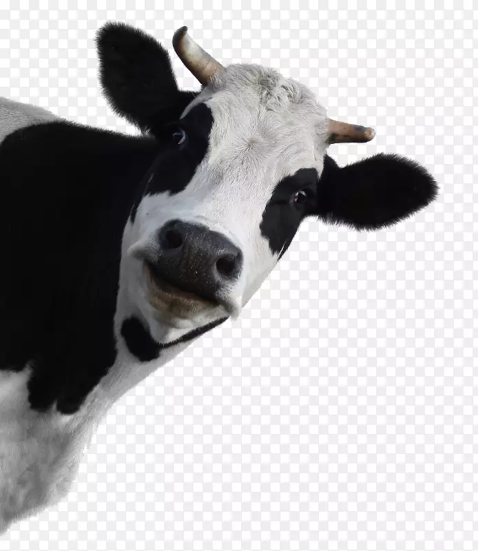荷斯坦牛、弗里西亚牛、奶牛业牛、高地牛-牛奶