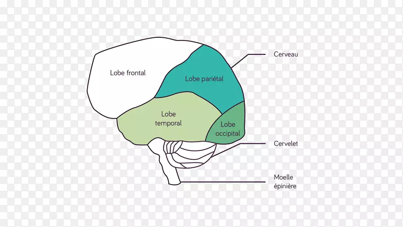 人脑化学视觉知觉-大脑