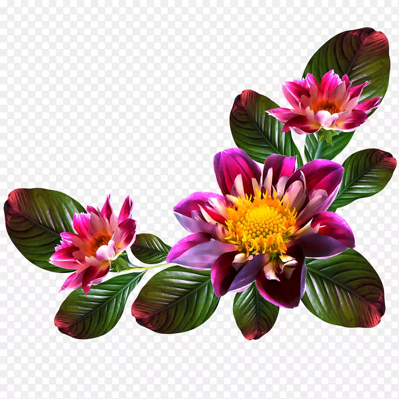 数码相框花卉摄影剪贴画-花