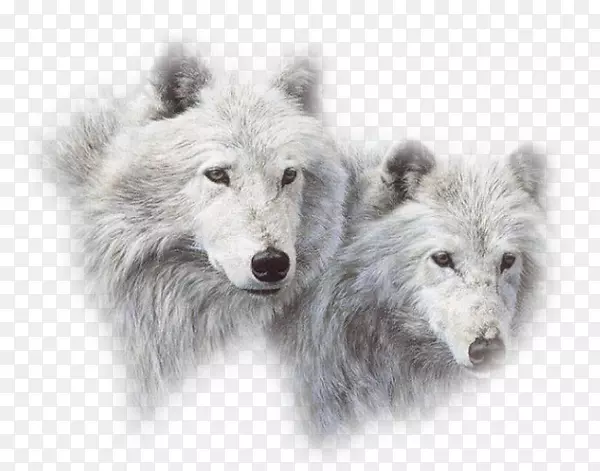 北极狼小狗西伯利亚哈士奇孤狼犬-小狗