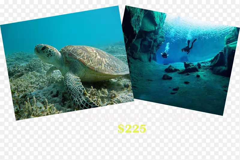 海龟生态系统海洋生物动物-海龟