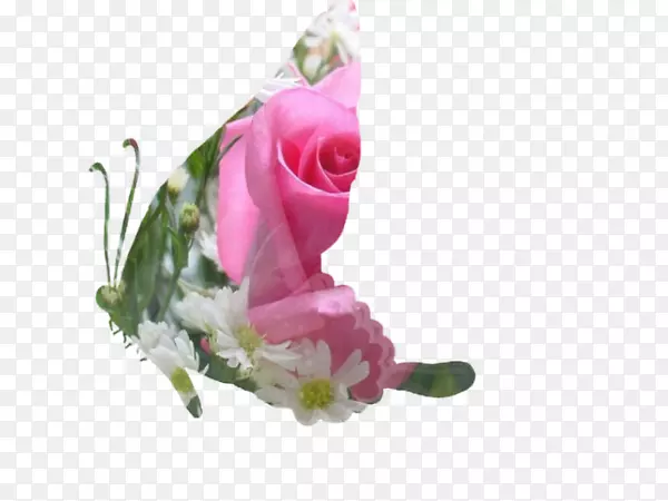 花园玫瑰，卷心菜，玫瑰，切花垫，花卉设计-大奖赛
