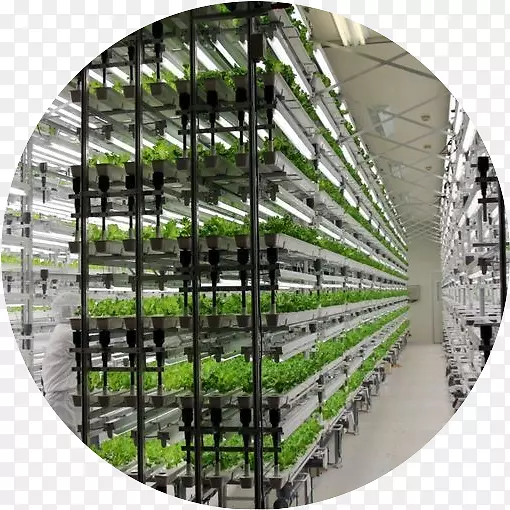 水培生长轻型垂直农业温室农业-植物芽