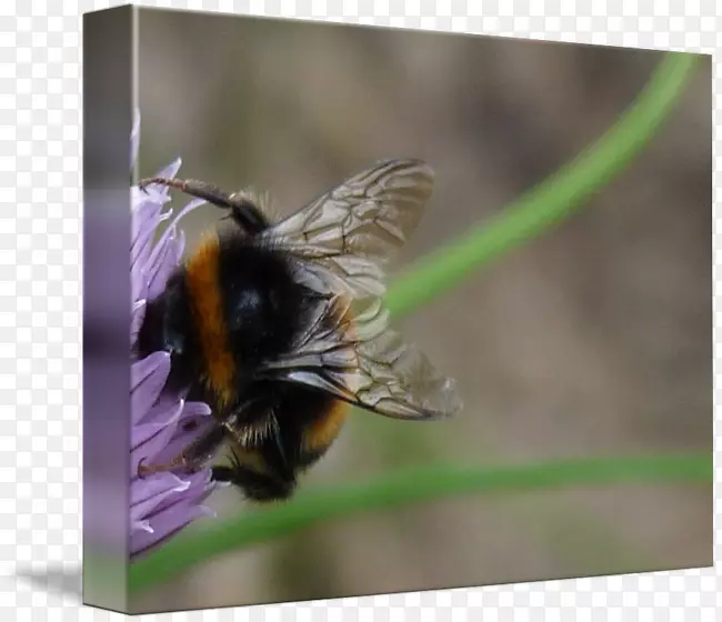 蜜蜂大黄蜂花蜜-蜜蜂