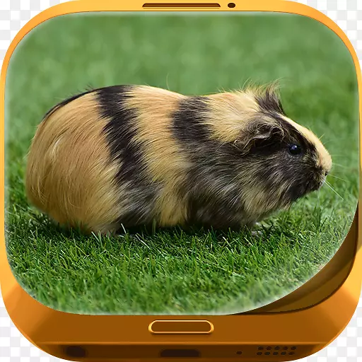 几内亚猪模拟器：家宠物生存仓鼠-猪