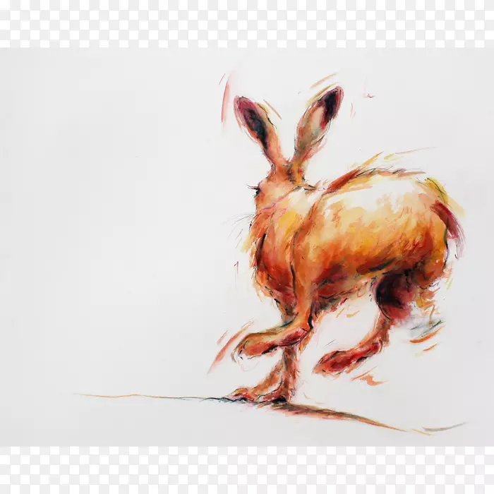 野兔画动物画