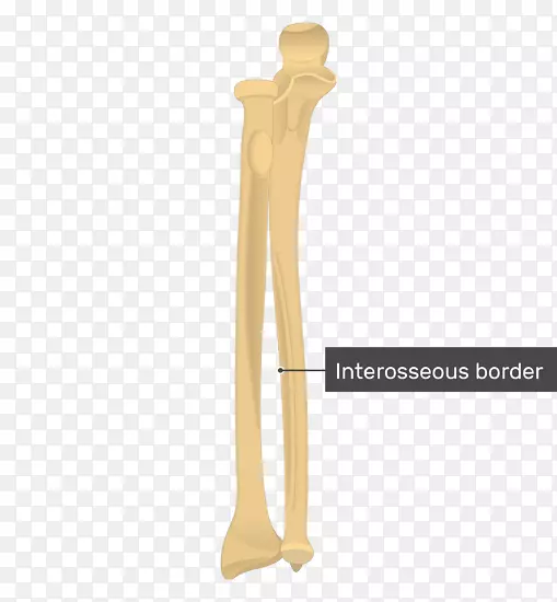 尺骨桡骨结节尺骨茎突-桡骨头