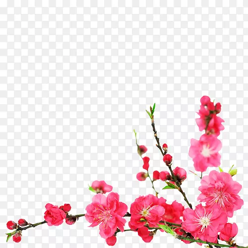 樱花砧木摄影-樱花