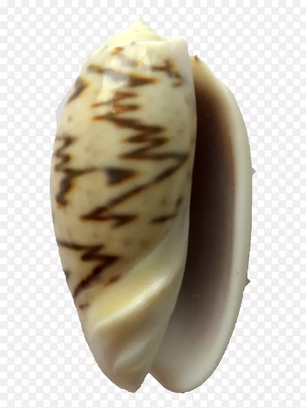 蛤蜊，贝壳，淡淡的黑色-奥利瓦