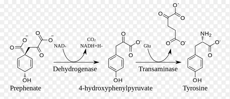 酪氨酸莽草酸途径生物合成莽草酸代谢途径-途径